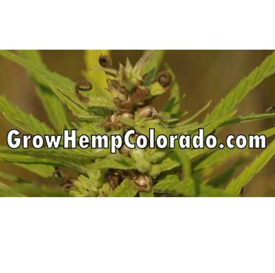 Grow Hemp Colorado