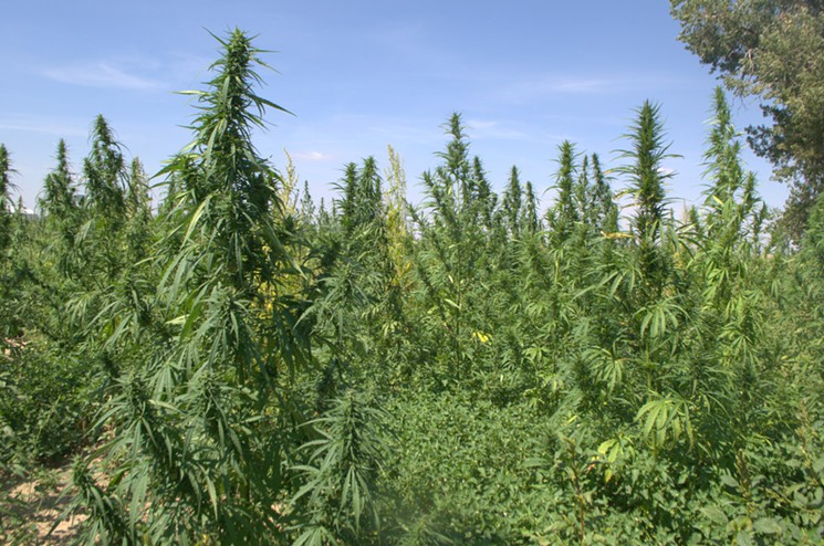 The Colorado Cultivars hemp farm covers 293 acres.