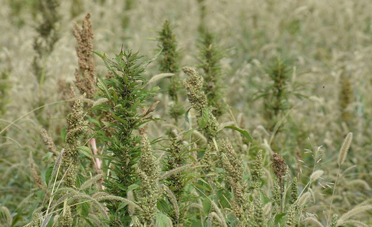 Eat your fill in hemp seeds at the NoCo Hemp Expo in Loveland on April 6 and 7.