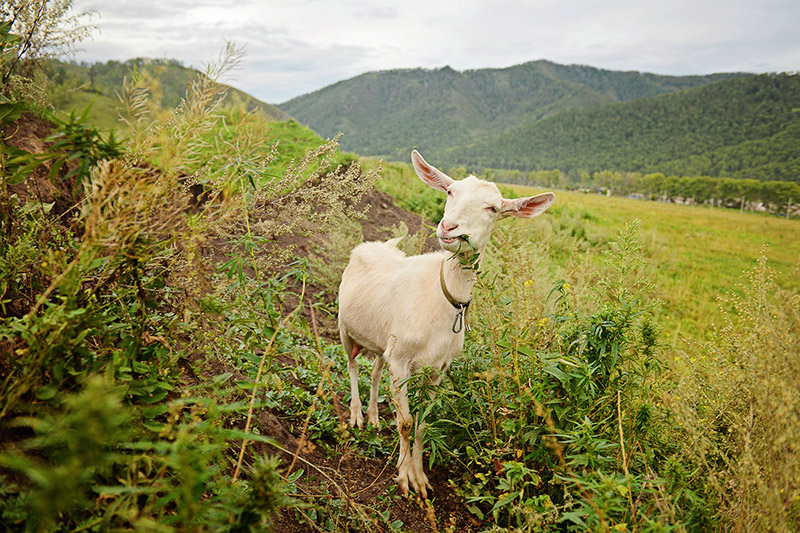 Hemp Farm SYmposium