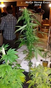 2014 NoCo Hemp Exp 2014 NoCo Hemp Exp