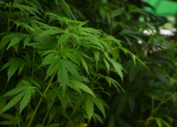 Hemp