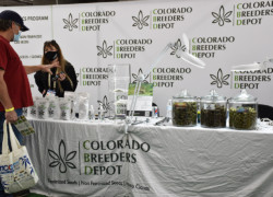 NoCo Hemp Expo 2021 - Colorado Breeders Depot