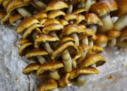 NoCo Hemp Expo 2021 - Mushrooms